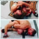 A split photo of two different people wrestling.